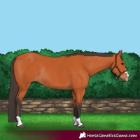 Horse Color:Bay Rabicano