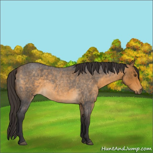 Horse Color:Buckskin Roan 