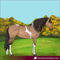 Horse Color:Bay Dun Tobiano Rabicano 