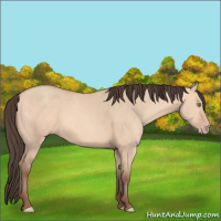 Horse Color:Amber Champagne Dun 
