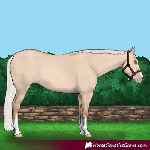 Horse Color:Silver Amber Champagne Dun Rabicano