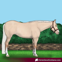 Horse Color:Silver Amber Champagne Dun Rabicano