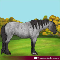 Horse Color:Smoky Blue Roan 