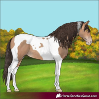 Horse Color:Amber Champagne Tobiano