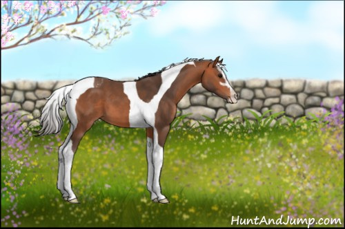 Horse Color:Bay Sabino Tobiano 