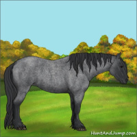 Horse Color:Blue Roan 
