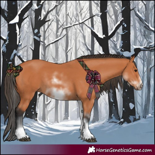 Horse Color:White Spotted Bay Sabino Frame 