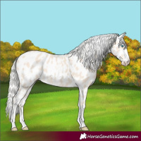 Horse Color:White Spotted Silver Smoky Creme Appaloosa 