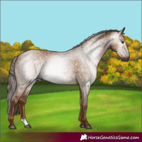 Horse Color:Gray Red Dun 