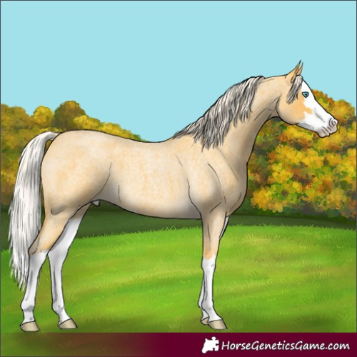 Horse Color:Palomino Roan Splash 