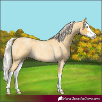 Horse Color:Palomino Roan Splash 