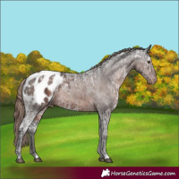 Horse Color:Liver Chestnut Ice Appaloosa 