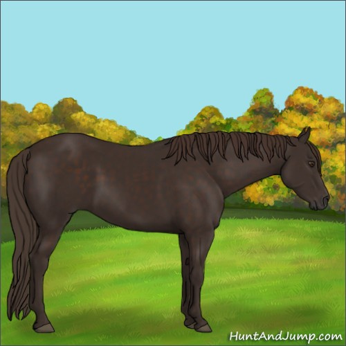 Horse Color:Liver Chestnut 
