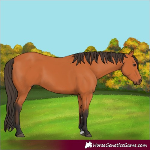 Horse Color:Bay 