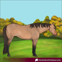 Horse Color:Bay Dun