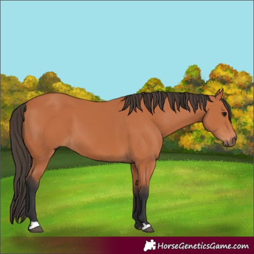 Horse Color:Bay 