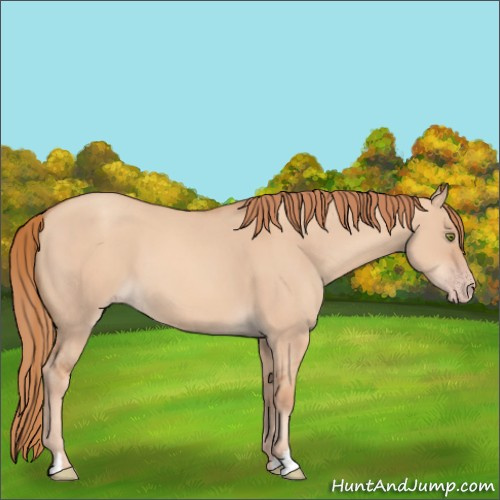 Horse Color:Gold Champagne Dun 