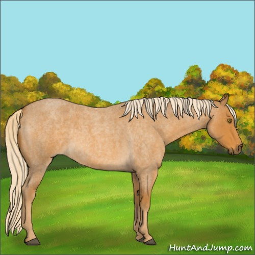 Horse Color:Palomino Roan 