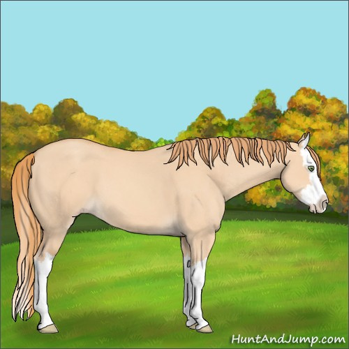 Horse Color:Gold Champagne Dun Splash
