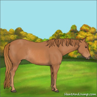 Horse Color:Chestnut Rabicano 