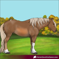 Horse Color:Chocolate Palomino Tobiano