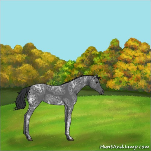 Horse Color:Black Ice 