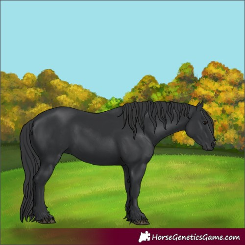 Horse Color:Black 