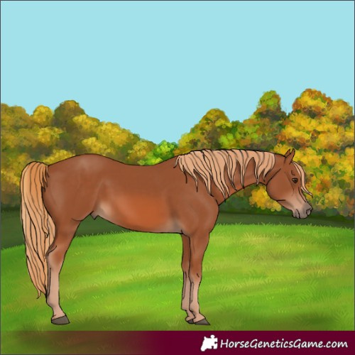 Horse Color:Chestnut 