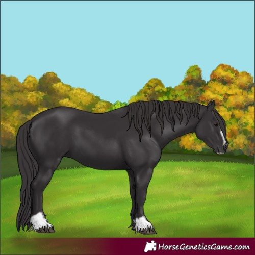 Horse Color:Smoky Black Sabino 