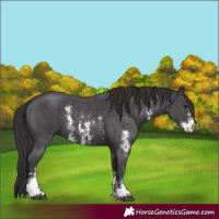 Horse Color:Smoky Black Sabino