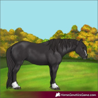 Horse Color:Smoky Black Sabino