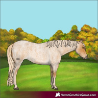 Horse Color:Palomino Roan 