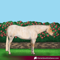 Horse Color:Palomino Roan 