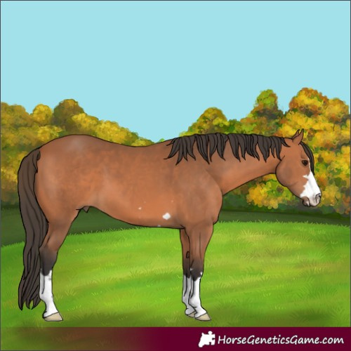 Horse Color:Unknown 