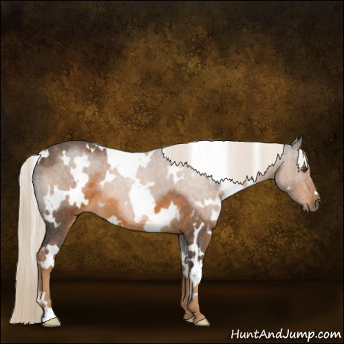 Horse Color:White Spotted Chocolate Palomino Roan