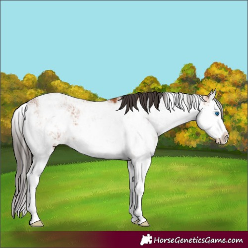Horse Color:Bay Sabino Splash 