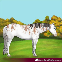 Horse Color:Bay Sabino Splash