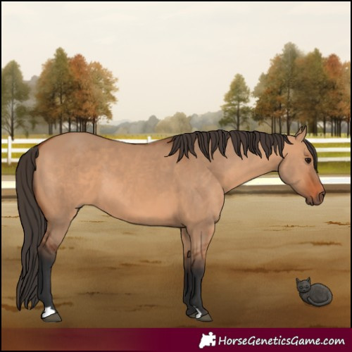 Horse Color:Bay Dun 