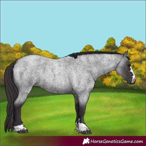 Horse Color:Smoky Blue Roan 