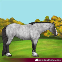Horse Color:Smoky Blue Roan