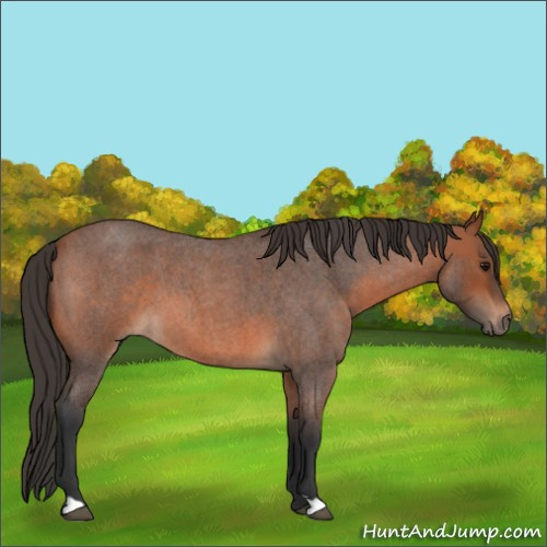 Horse Color:Bay Roan 
