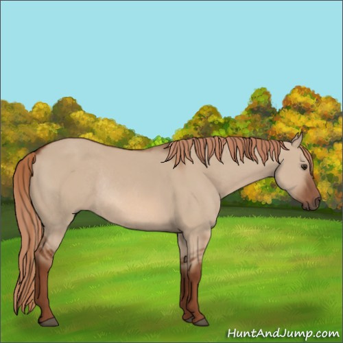 Horse Color:Red Dun Rabicano