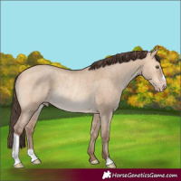 Horse Color:Amber Champagne Dun Rabicano 
