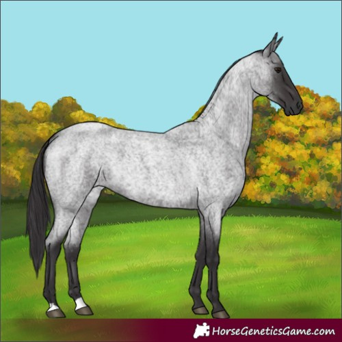 Horse Color:Smoky Blue Roan 
