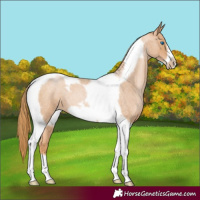 Horse Color:Red Roan Pearl Tobiano Frame