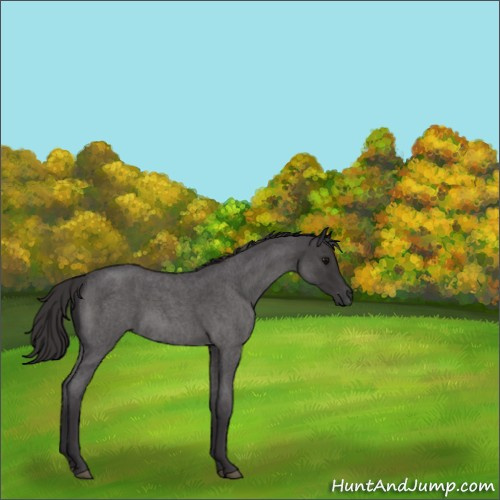 Horse Color:Smoky Blue Roan 