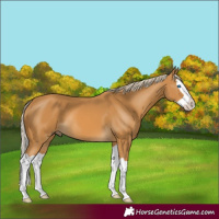 Horse Color:Palomino Splash