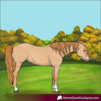 Horse Color:Red Dun 