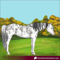 Horse Color:Grullo Sabino Splash 