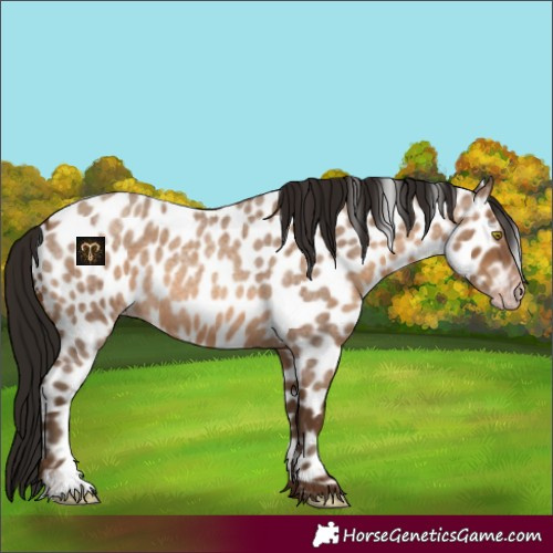 Horse Color:Gray Amber Champagne Roan Appaloosa 